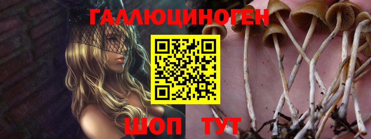 Псилоцибиновые грибы Psilocybe  Новоалтайск 